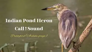 Indian Pond Heron Call, Indian Pond Heron Sound, Pond Heron Calling in reply to Red-wattled lapwing