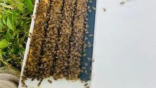 What to expect in your Nucs!- what I think a good nuc looks like