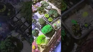 Secret frag farm.