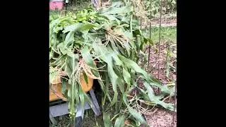 Two minute expose on the lifecycle of corn