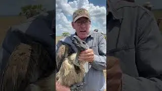 This vulture conservation effort is positively impacting the environment! 🙌🏻