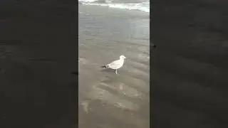 Когда не спокойно на душе #Юмор #Чайки #Брайтон