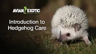 Introduction to Hedgehog Care