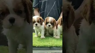 caviler King Charles spaniel puppies available 9971619837 #delhi#cute  #kingcharles#delhiliving