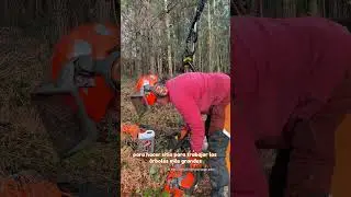 #diary #woman #chainsaw #forestry #wood #ponsse #husqvarna