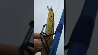 Big Blue Fish and SP Minnow Fishing New York 纽约钓鱼