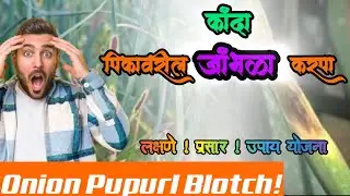 प्याज लसूण में बैंगनी धब्बा रोग का प्रबंधन|कांद्यावरील जांभळ्या करपा रोग|purple blotch in Onion|