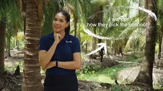 The Coconut's Journey : What is coconut made from farm to table?