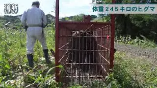 箱わなに体重２４５キロのヒグマ　苫前