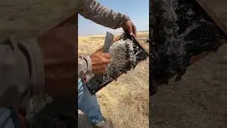 Wax moth destroys the bee frame. #shortsviral #satisfyingvideos #beelife