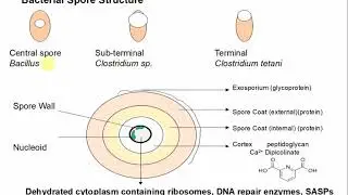 Microbio ABT CM3 2020