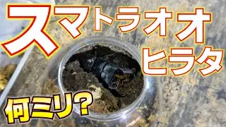 スマトラオオヒラタが羽化しました