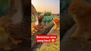 mini ooyen vs induk bebek. #funny #duck #garden #fun #comedy #minioyen