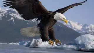 FLIGHT OF THE DIAMOND EAGLE