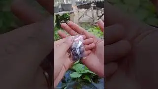 Menanam Biji Lotus