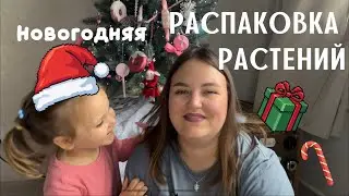 ПОСЛЕДНЯЯ распаковка 2025 года | ОБЗОР РАСТЕНИЙ 