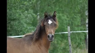 Synna -22, arabiskt fullblod