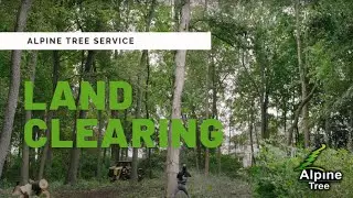 Land Clearing - Alpine Tree Service, Morristown NJ