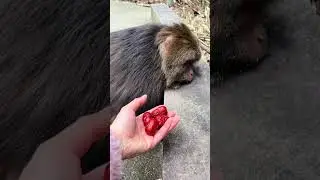 Monkey Has No Worries. #One-Armed Monkey Xingxing