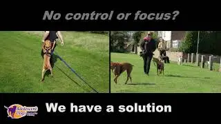 Dog Training Solutions. Any breed, any problem