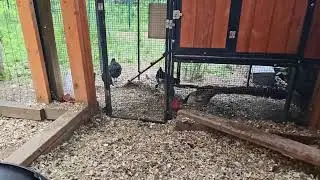 Live streaming of Chickens In The USA HD
