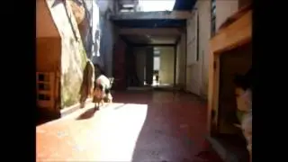 Juneca & T&oacute;di (