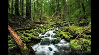 | Cool Nature 2022 | relaxing nature 2021 | Amazing nature|