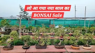 📢नया साल 🎆के शुभ अवसर पर Greens buddha the bonsai garden 🌿आपके लिए लाया है bonsai offer 👈9868145149📞