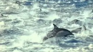 This is My Home / Save Our Oceans