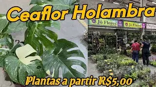 Onde Comprar plantas Baratas em Holambra! 
