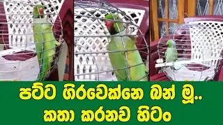 පට්ට ගිරවෙක්නෙ බන් මූ.. කතා කරනව හිටං