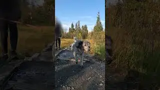 POV of CUTE DOG going on an adventure hike in FINLAND