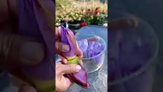 purple Lotus flower extraction