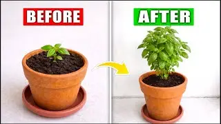 3 Easy Pruning Steps to Grow Your Basil Bigger and Bushier