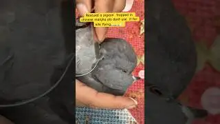 Say no to chinese manja ❌❌❌#kiteflying #manjha #chinesemanjha #pigeons #savelife #banned #life birds