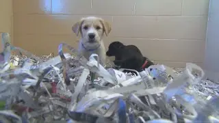 Tips from the BBB for how to avoid puppy scams