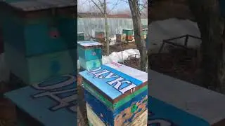 26 марта 2024 г. Чистим ульи,меняем донья.