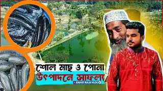 পুকুরে শোল মাছ চাষ ও পোনা উৎপাদনে সাফল্য