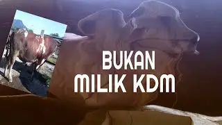 NOT KDM'S PROPERTY #sahabatngarit #sahabatngarit #kdm #cow #animalmarket #eastjavatimurcowmarket