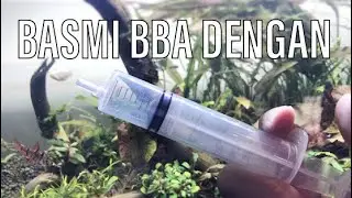 Basmi BBA dan Alga dari Aquascape