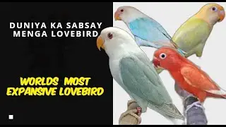Duniya ka sabsay mehnga lovebird | Worlds most expansive bird. #opaline #budgies #agapornis