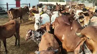 #Jay Ho Gau Mata ki#trading #songs )#viral #reels#