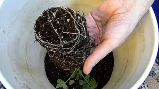 Container gardening tips and Pepper issues
