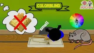 Rodent Control in Bronx, NY -  Rats vision
