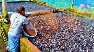India Magur Fish Farming Cement Tank || Hybride Magur Fish Tank Culture System In India