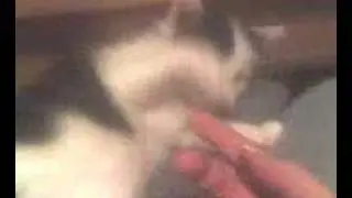 Kitten Needs a Home