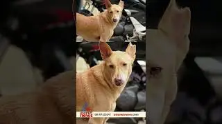 മണിയൻ നായയുടെ പൊലീസ് സ്റ്റേഷൻ ജീവിതം