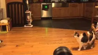 Kitty loves fricken laser beams