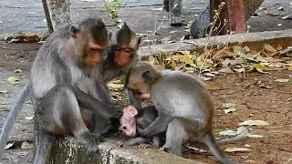 Newborn baby LILY get hurt from two olderst and mother when mama ALIKA control him
