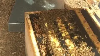 NZ bee population grows